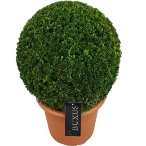 Buxus sempervirens ball 40cm 30cm Pot