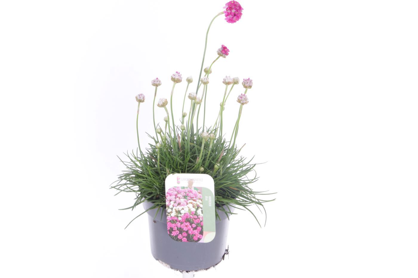 Armeria martima Splendens 30cm 13cm Pot