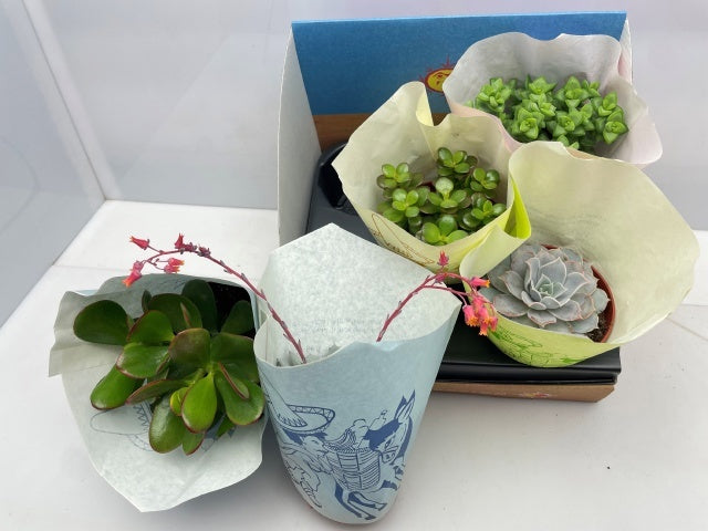 Succulent mix 17cm 10.5cm Pot
