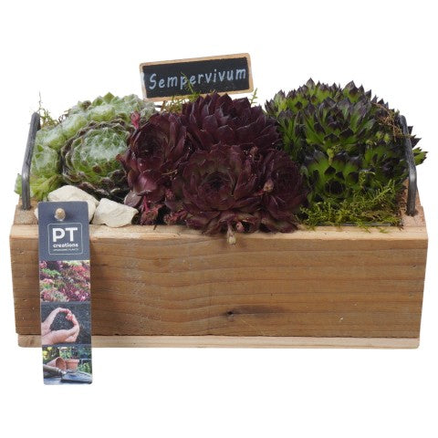 PTS7465 Arrangementen Sempervivum 14cm 25cm Pot