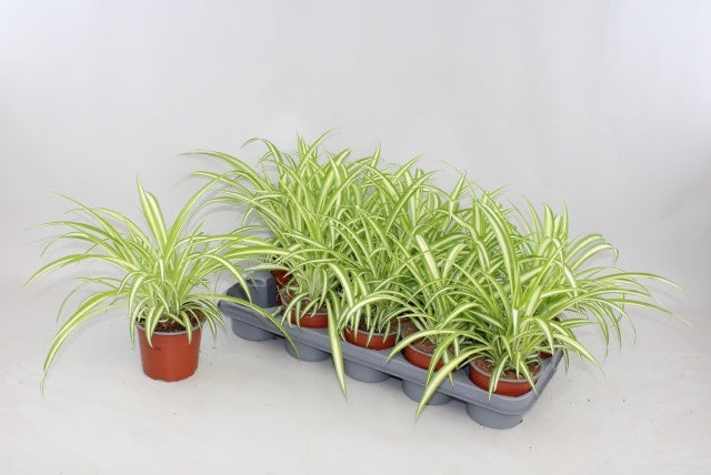 Chlorophytum Variegated 30cm 12cm Pot