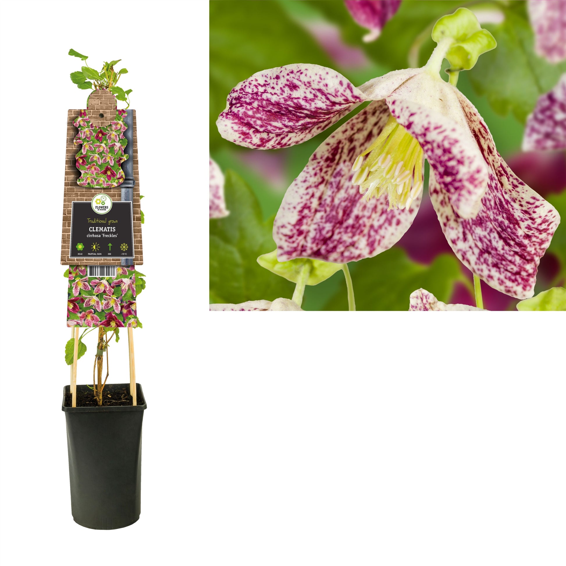 Clematis Freckles 75cm 17cm Pot