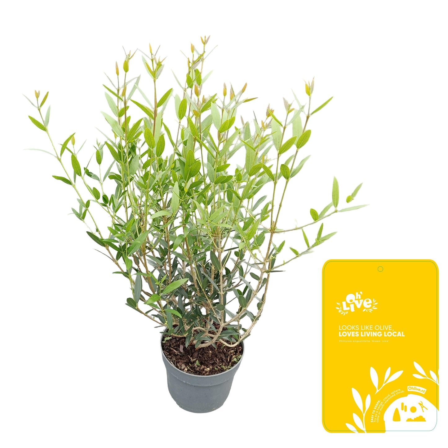 Phillyrea ang. Green Line 60cm 17cm Pot