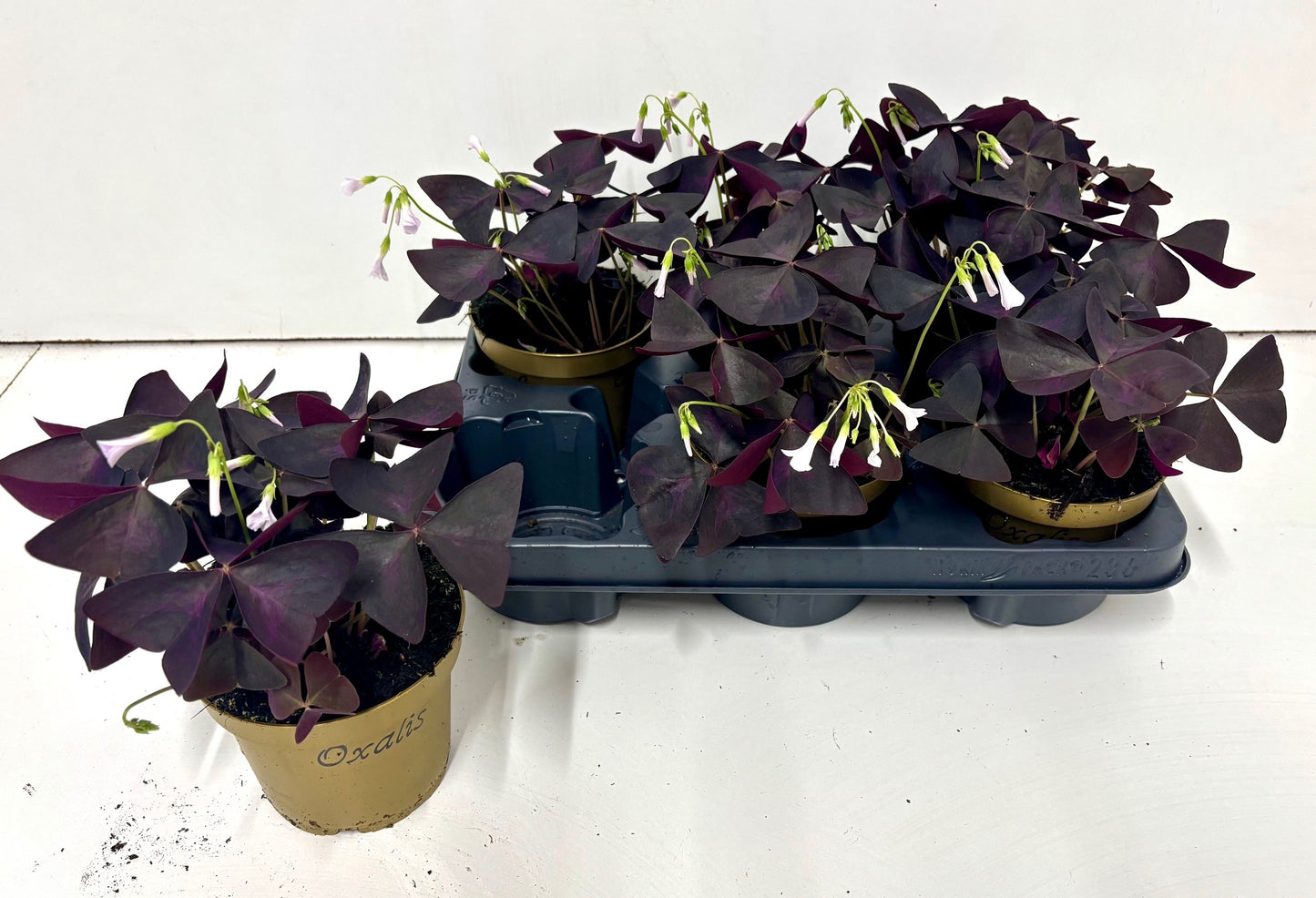 Oxalis triangularis 20cm 12cm Pot