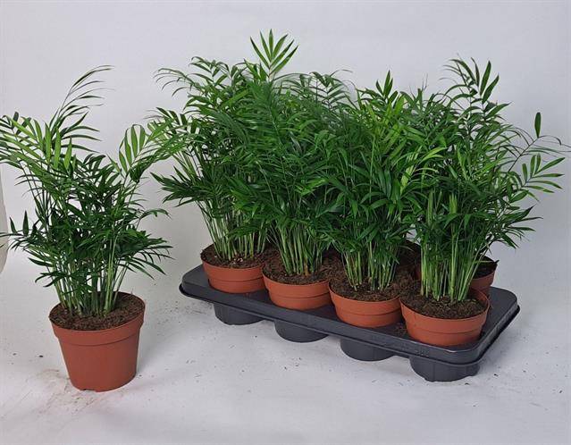 Chamaedorea elegans 40cm 14cm Pot