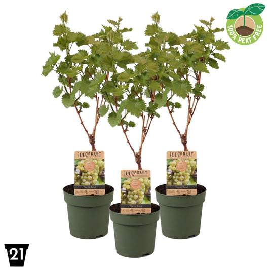 Vitis vinifera Bianca 65cm 21cm Pot