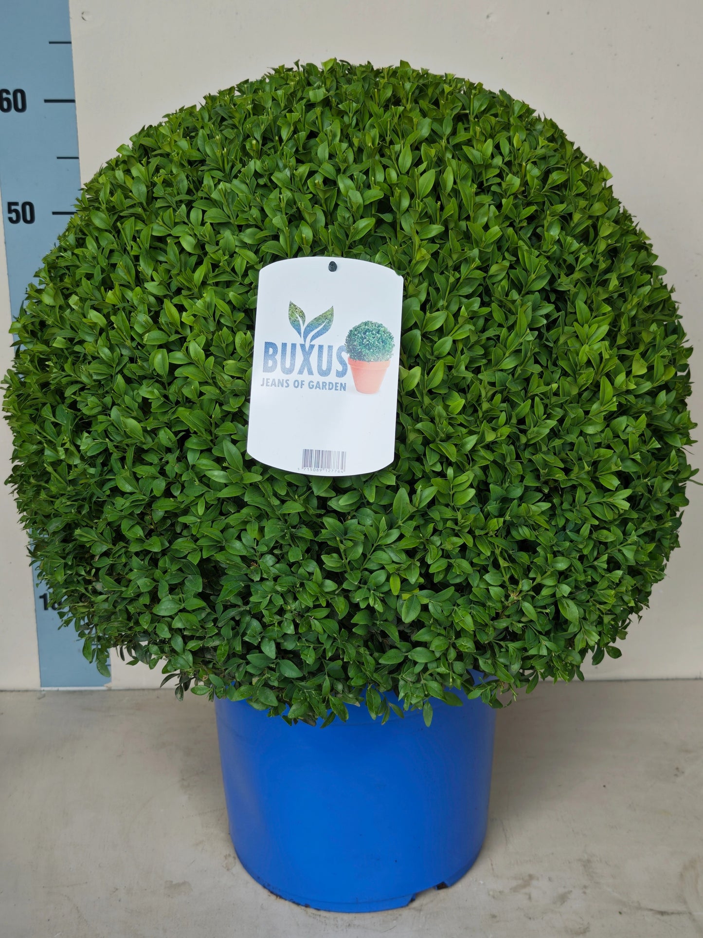 Firma Simonse Buxus sempervirens ball Pack of 1