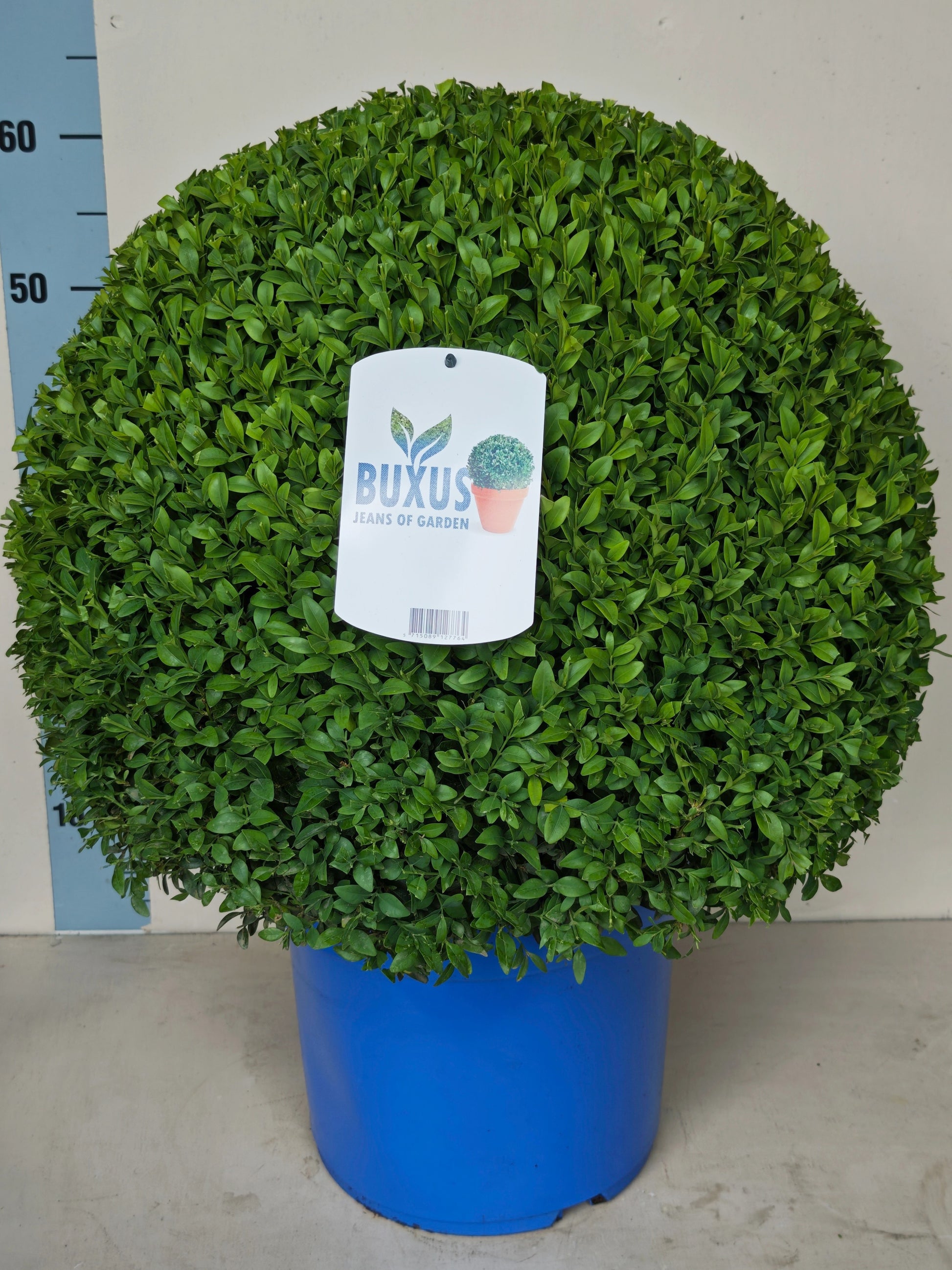Firma Simonse Buxus sempervirens ball Pack of 1