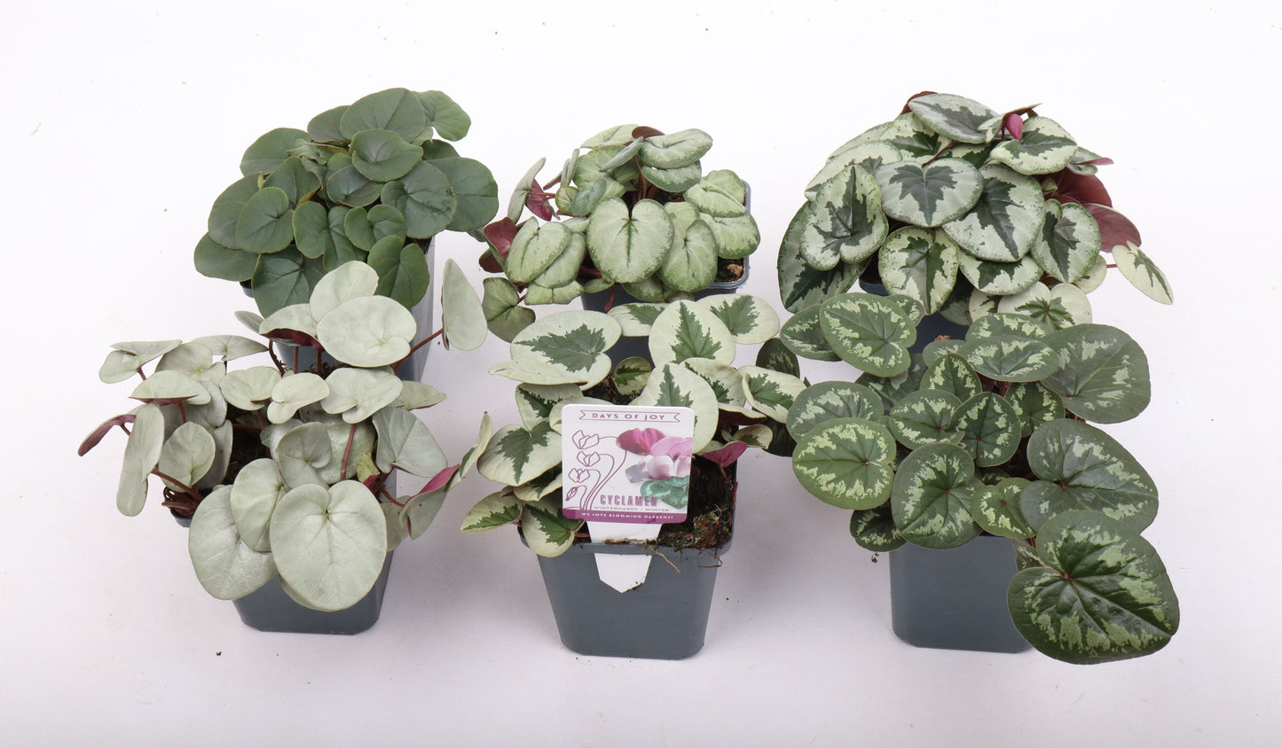 Cyclamen persicum 10cm 9cm Pot
