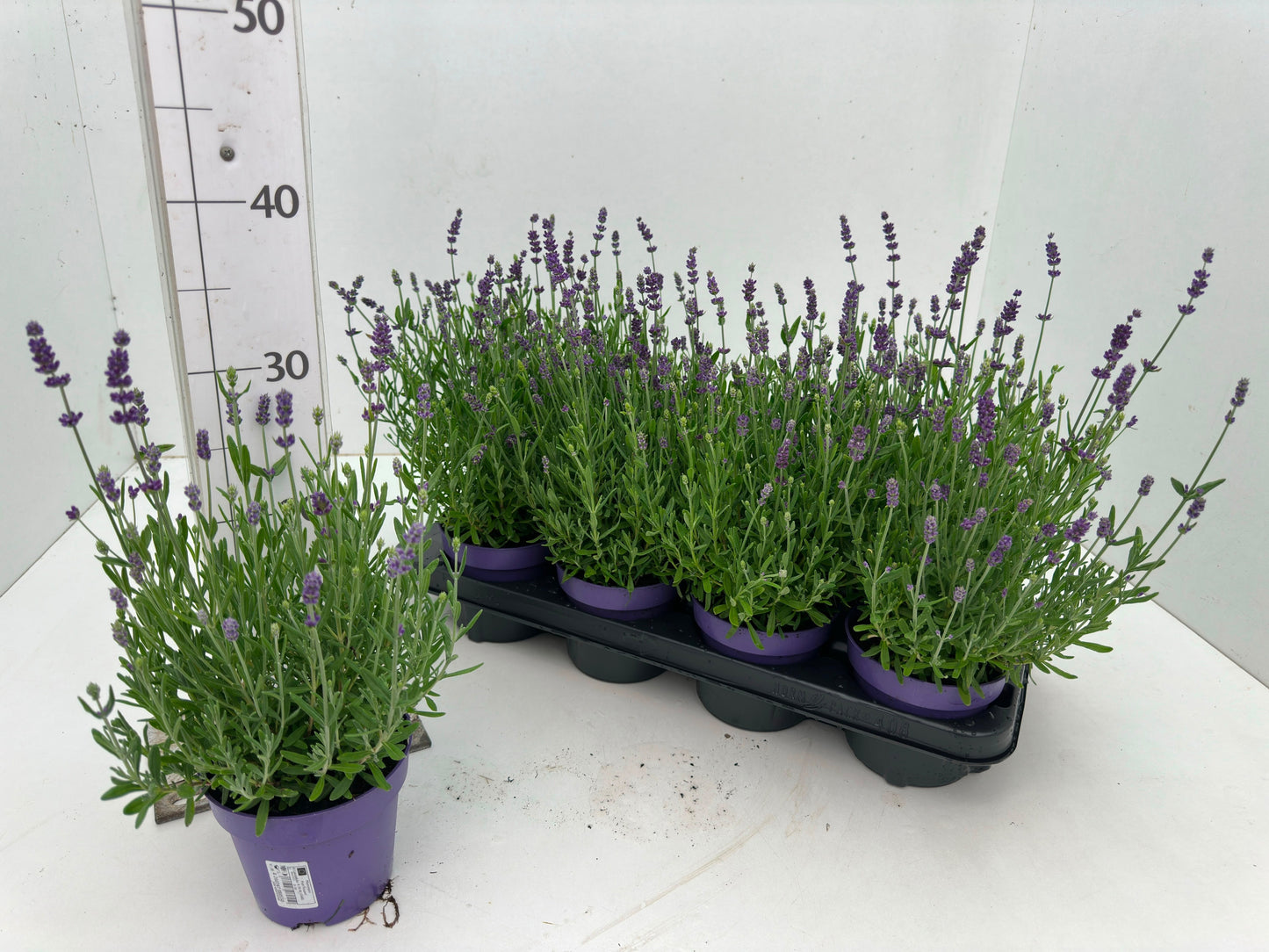 Lavandula ang. Ardeche Blue 30cm 512cm Pot