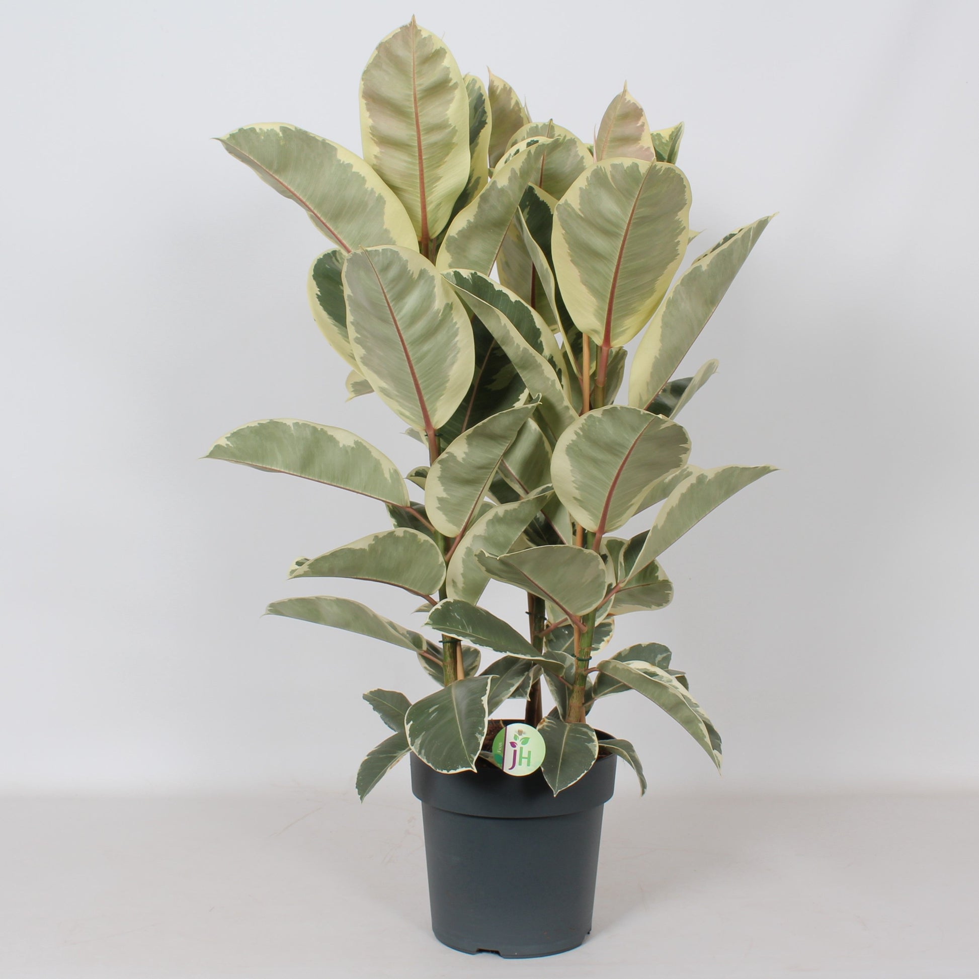 Ficus el. Tineke 90cm 27cm Pot
