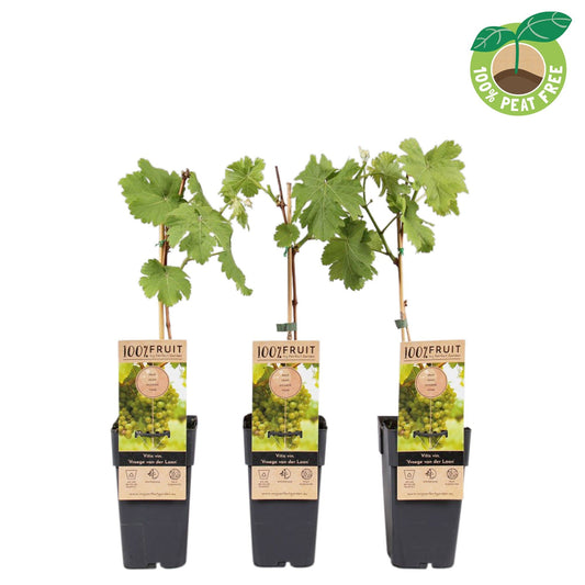 Vitis Vroege van der Laan (Grape) 50cm 15cm Pot