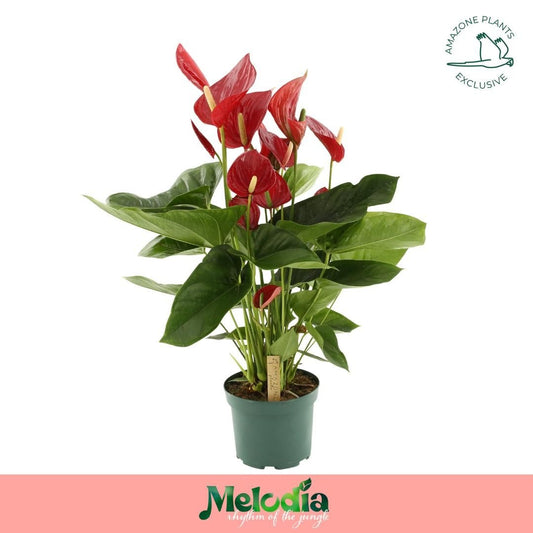 Anthurium Melodia Red 65cm 17cm Pot