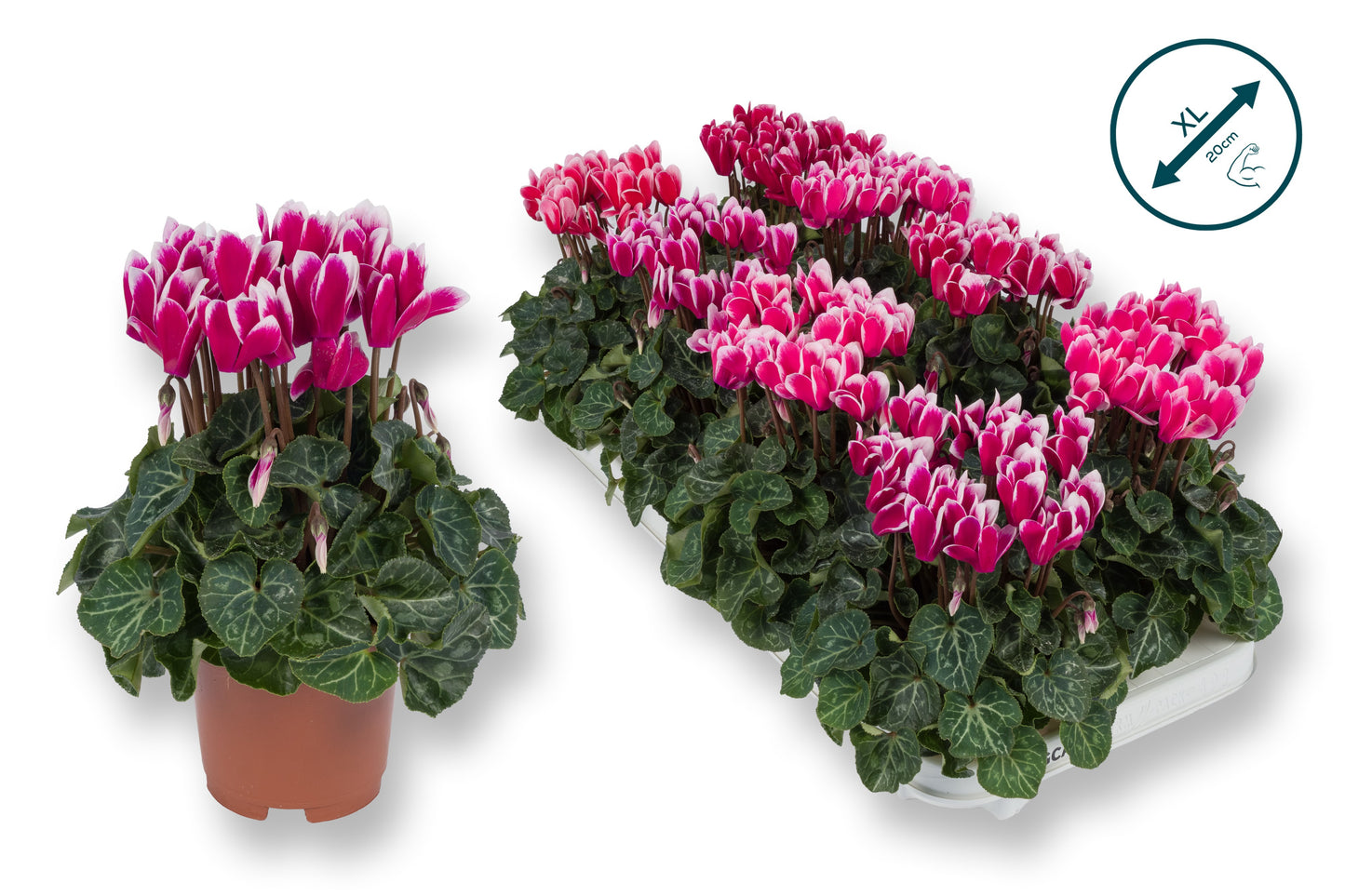 Cyclamen Compact Fuji mix 25cm 510cm Pot