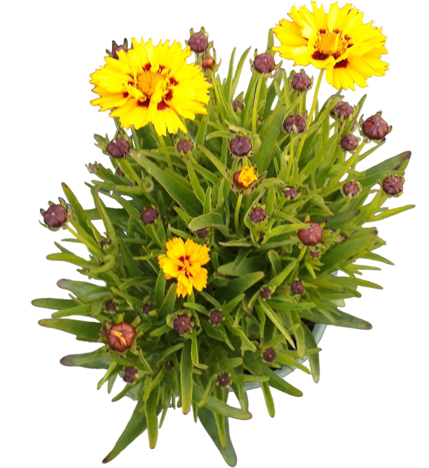 Coreopsis Sunkiss 30cm 17cm Pot