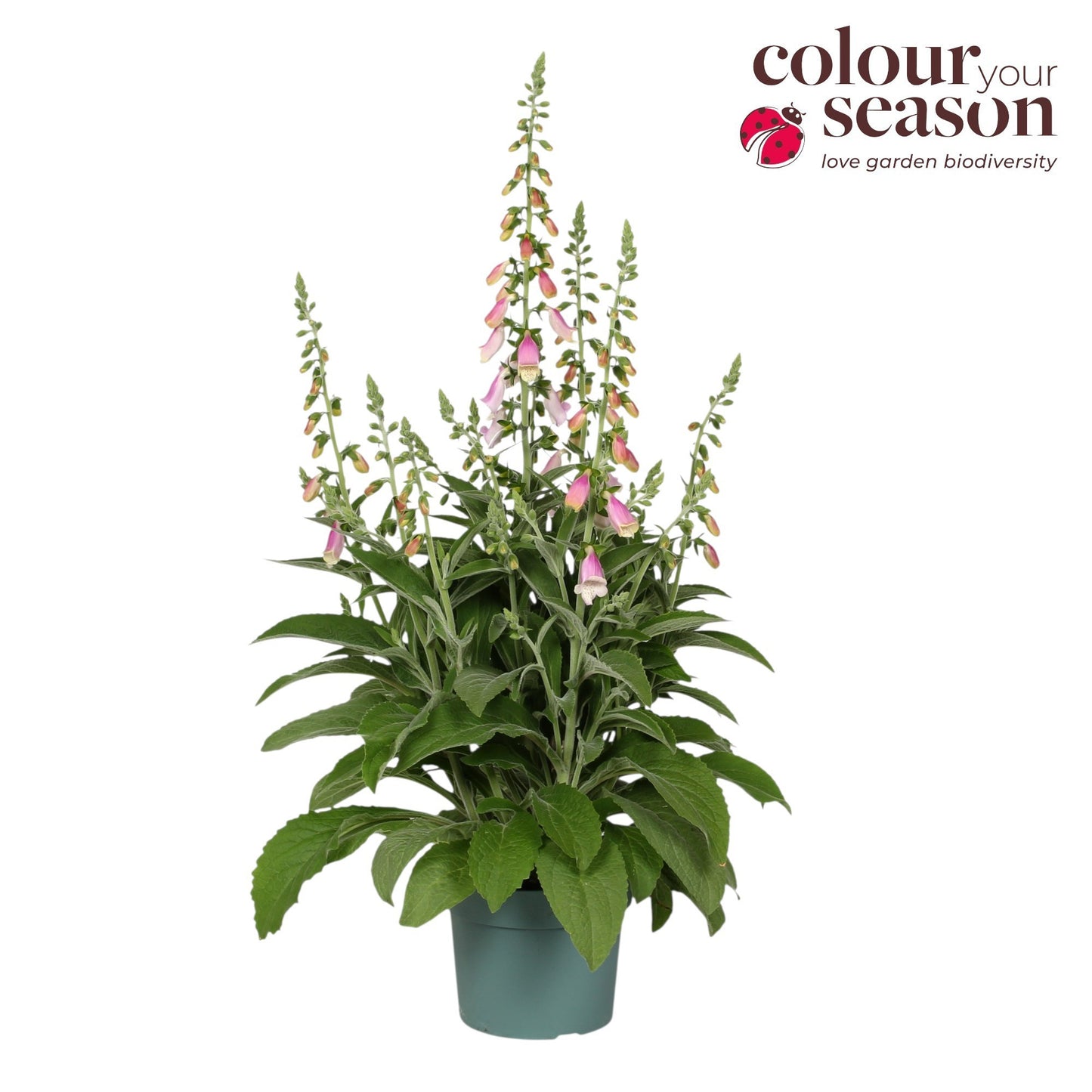 Digitalis Lucas 60cm 19cm Pot