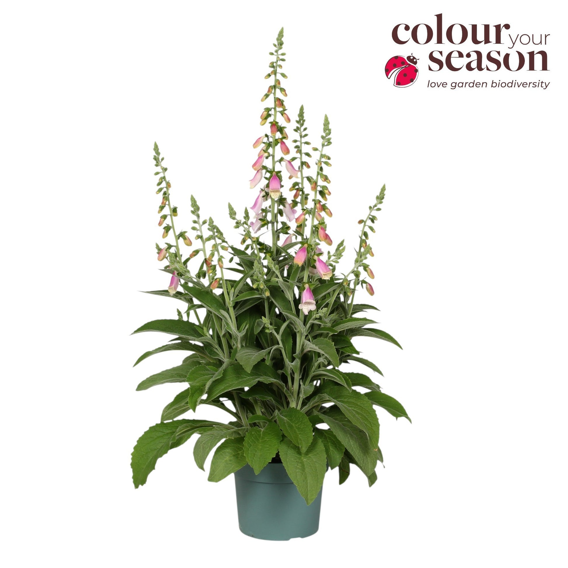 Digitalis Lucas 60cm 19cm Pot