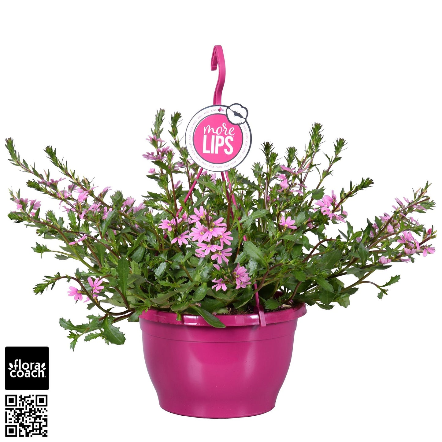 Scaevola Pink Touch 50cm 25cm Pot