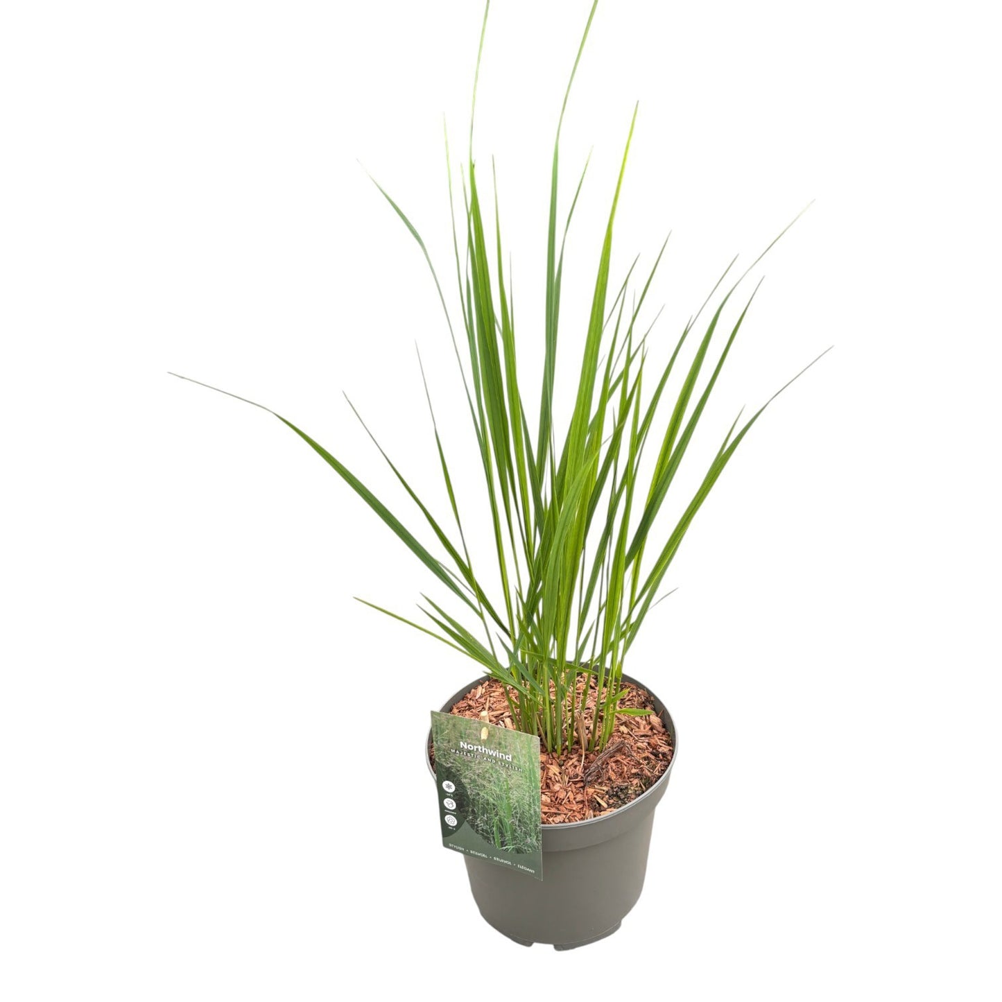 Panicum North Wind 40cm 23cm Pot