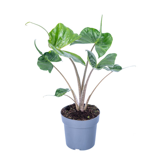Alocasia Stingray 75cm 17cm Pot