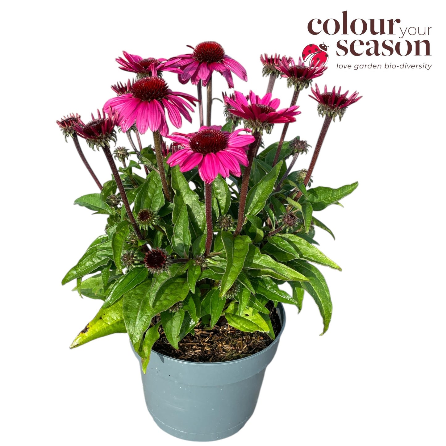 Echinacea hybrid 50cm 19cm Pot