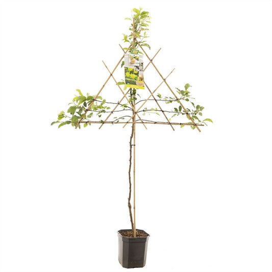 Malus Golden Delicious espalier 160cm 24cm Pot