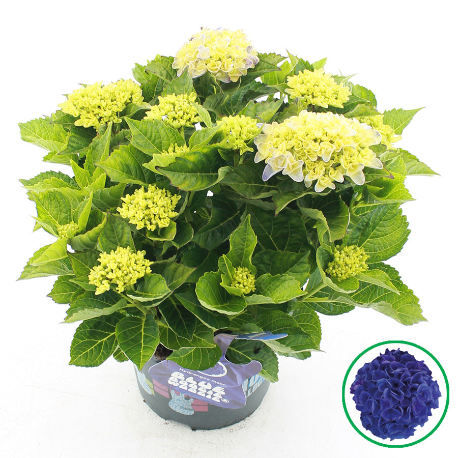 Hydrangea macr. Blue Boogiewoogie 45cm 23cm Pot