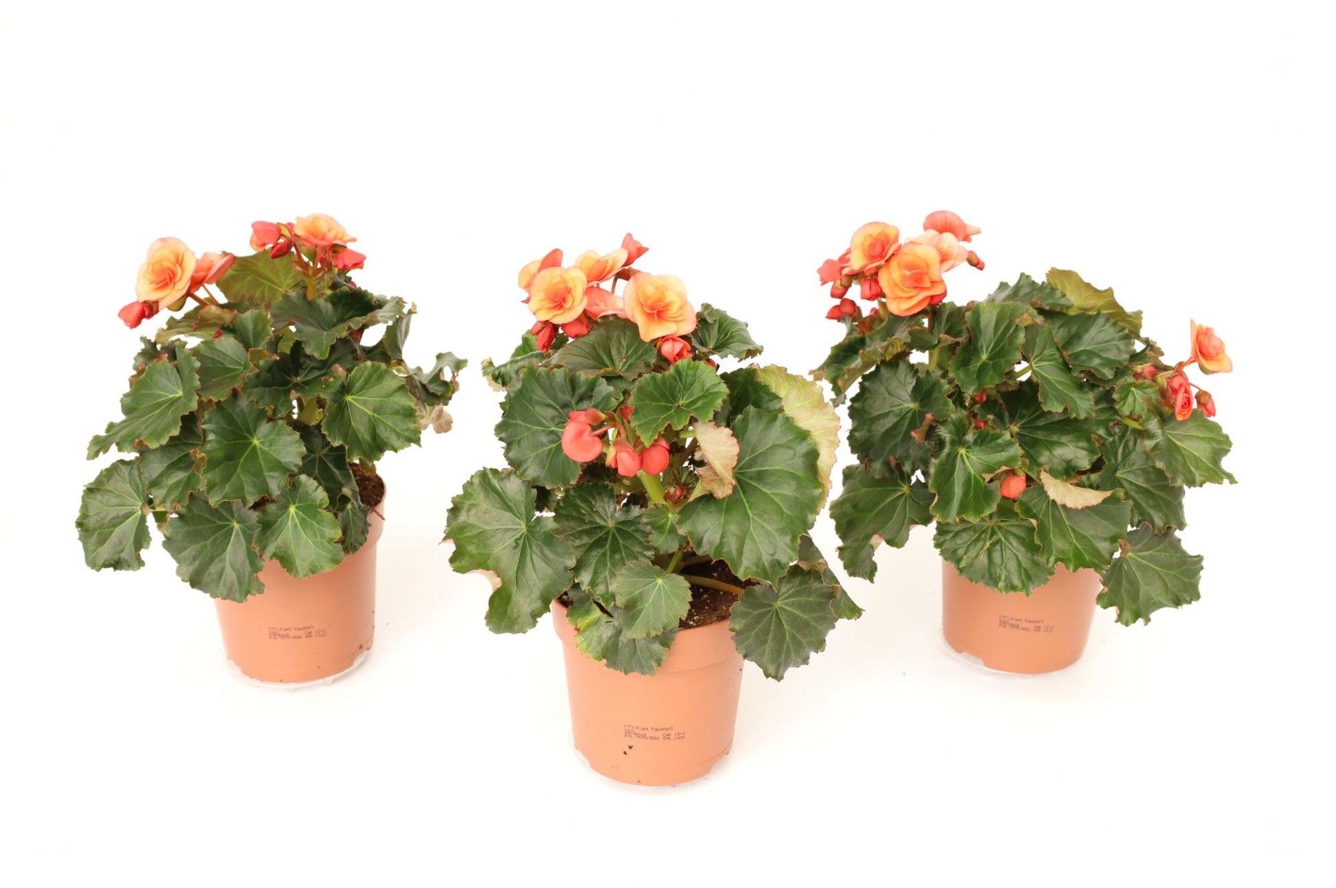 Begonia Dreams Esmay Peach outdoor 25cm 13cm Pot