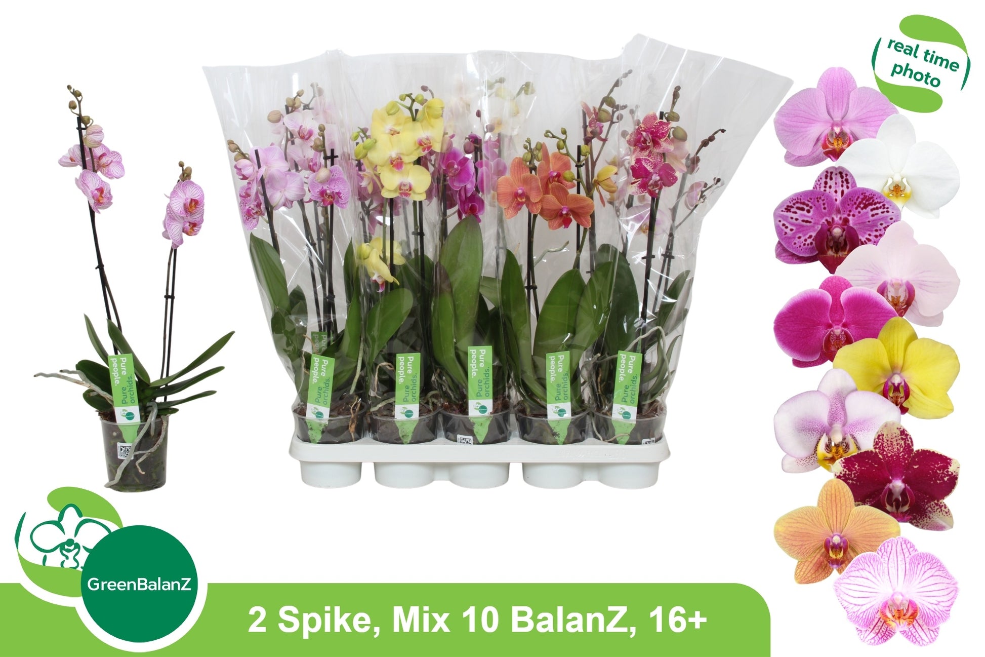 Phalaenopsis mix 10 colors 55cm 12cm Pot