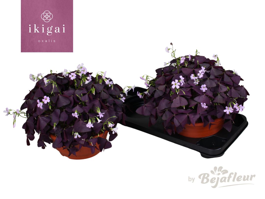 Oxalis Ikigai Mijke 25cm 23cm Pot