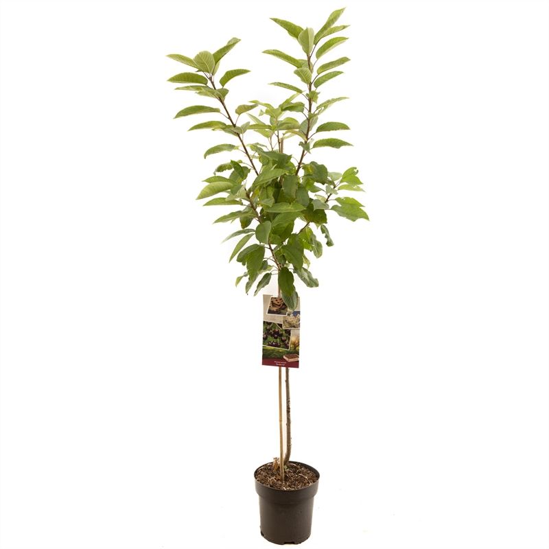 Prunus avium Sunburst halfstem 230cm 27cm Pot