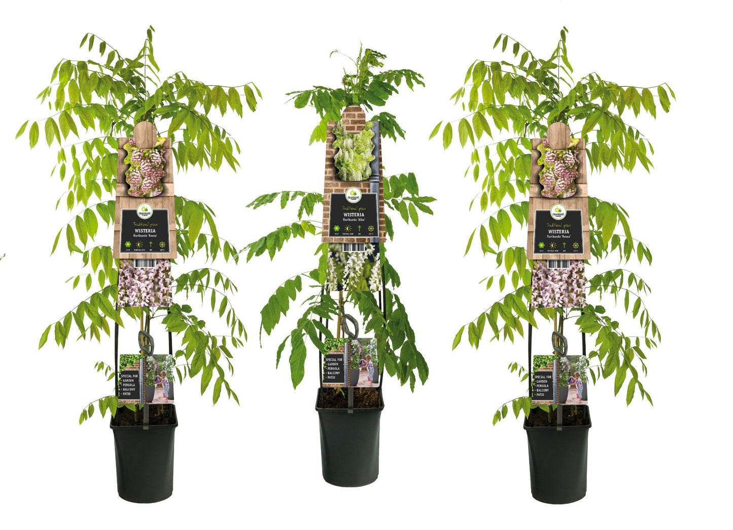 Wisteria Hybrid mix 115cm 23cm Pot