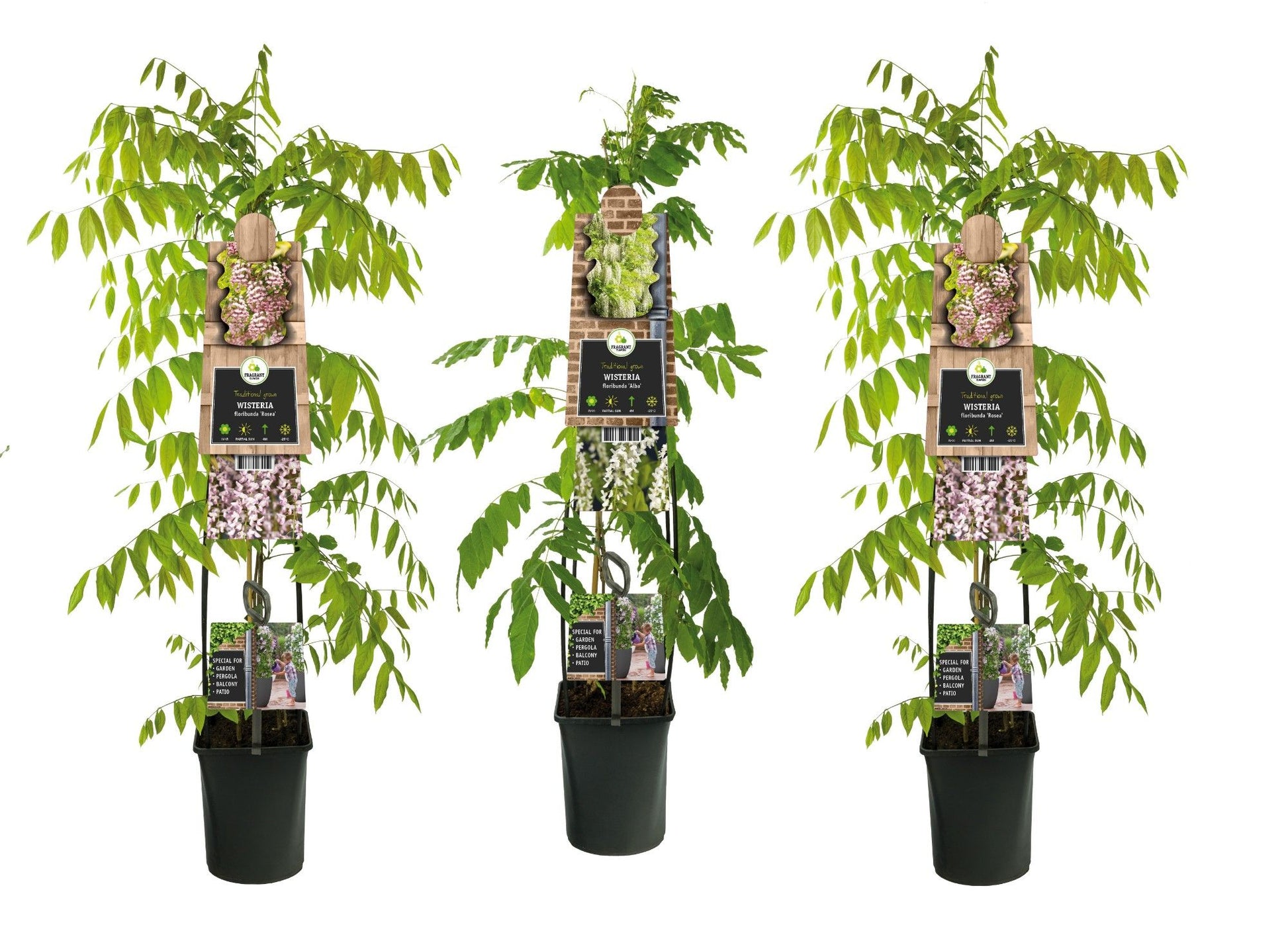 Wisteria Hybrid mix 115cm 23cm Pot