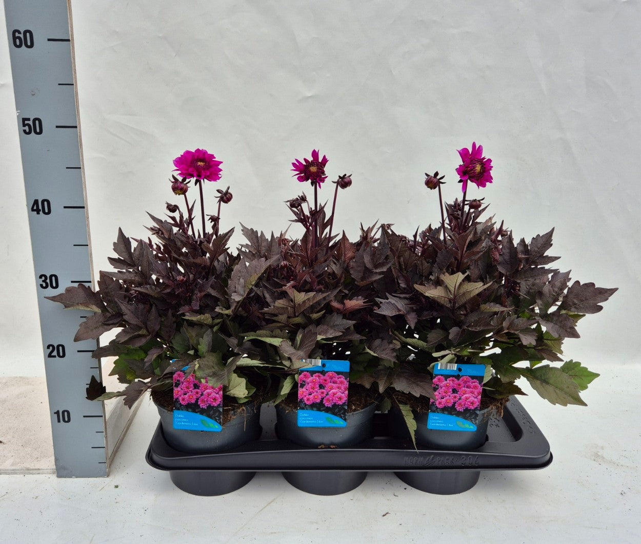 Dahlia Gardenetta Dark Leafed Lavender 40cm 17cm Pot