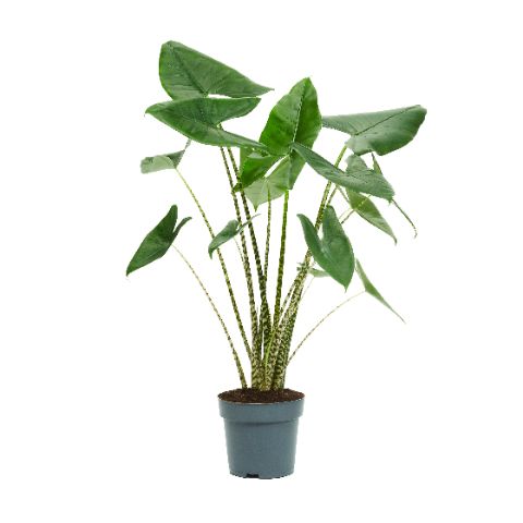 Alocasia Zebrina 100cm 24cm Pot