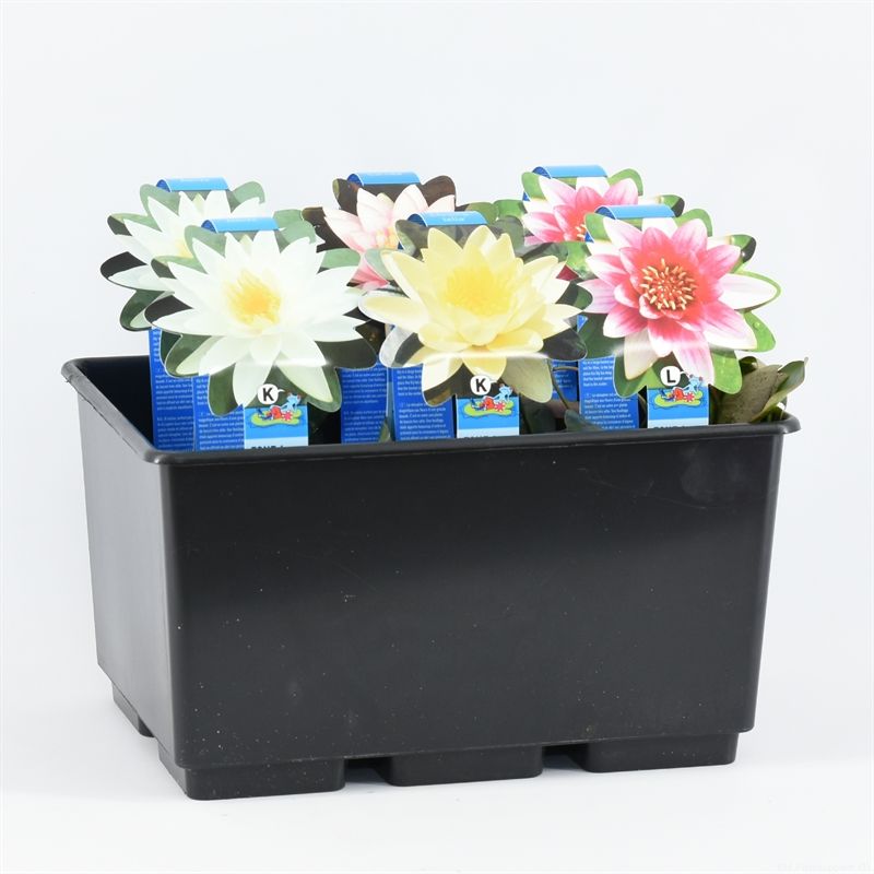 Nymphaea mix 30cm 11cm Pot