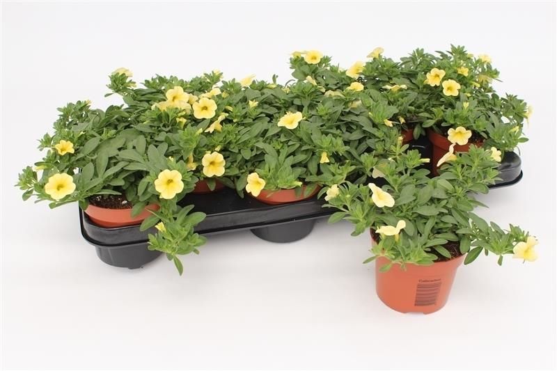 Calibrachoa Minifamous Yellow 15cm 510cm Pot