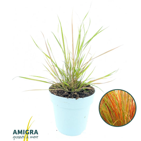 Stipa calamagrostis 40cm 10.5cm Pot