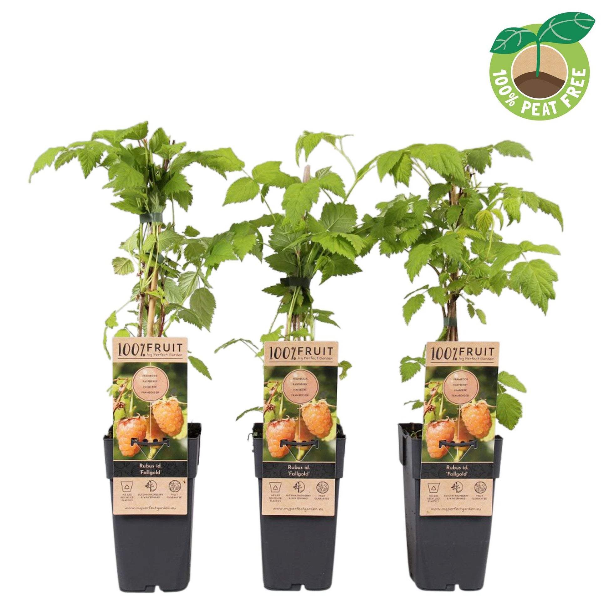 Rubus id. Fallgold 50cm 15cm Pot