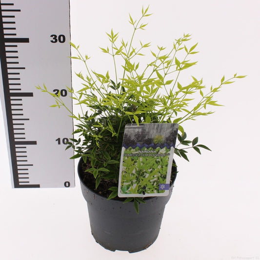 Nandina domestica Lemon Lime 50cm 17cm Pot