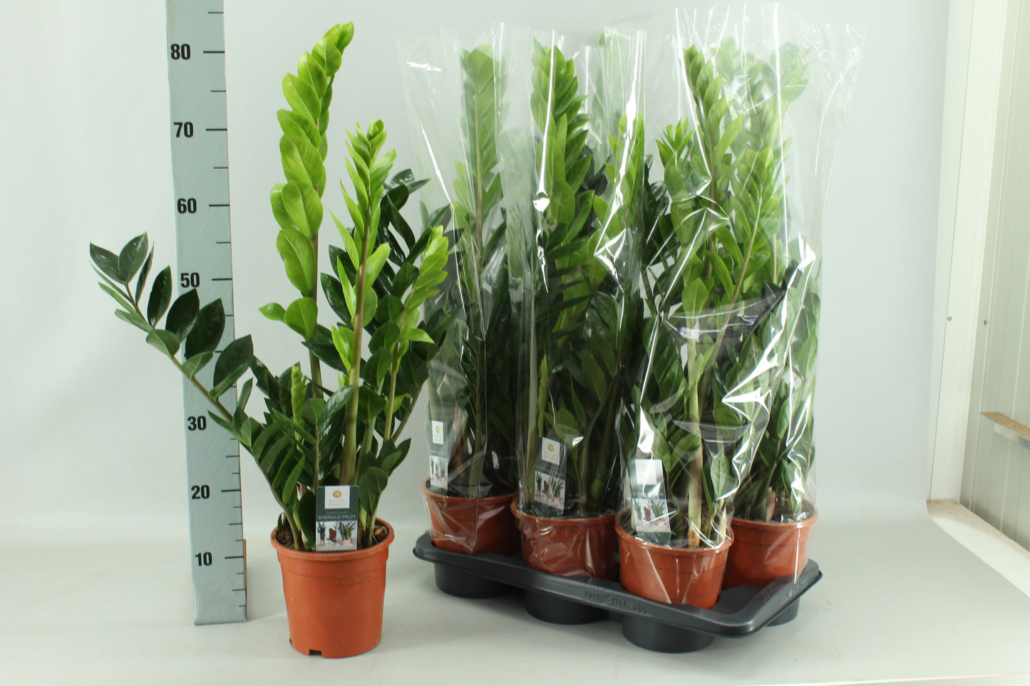 Zamioculcas zamiifolia 80cm 17cm Pot