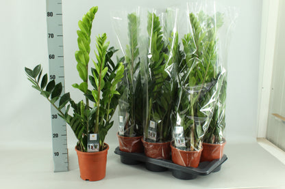 Zamioculcas zamiifolia 80cm 17cm Pot