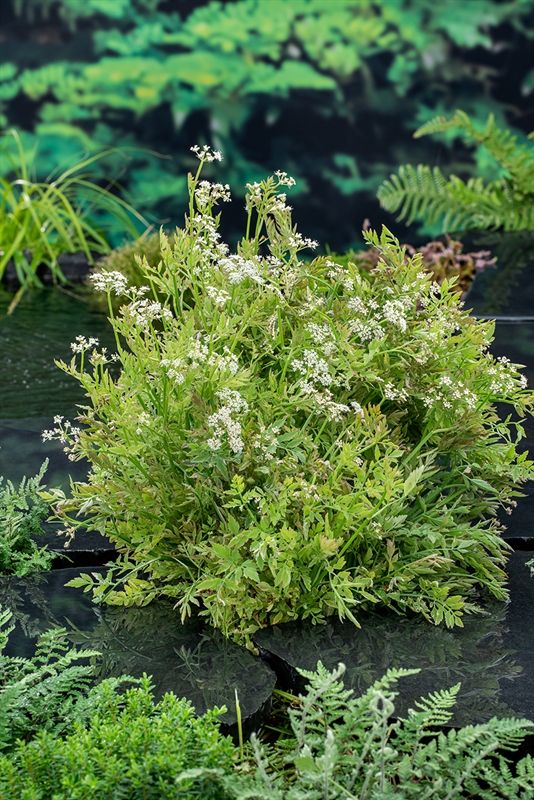 Oenanthe fistulosa flamingo (18x18) 30cm 18cm Pot
