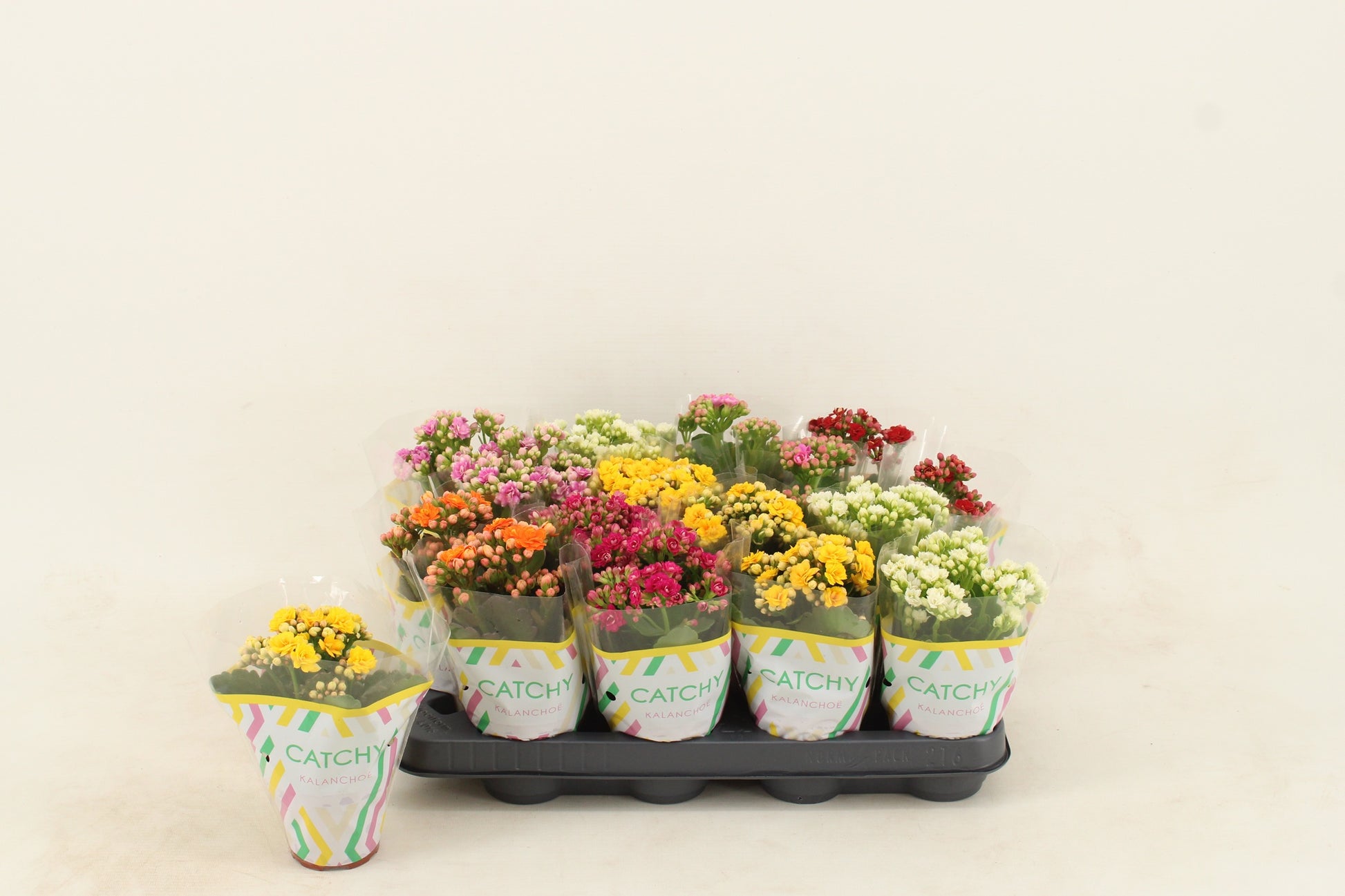 Kalanchoe mix 15cm 8cm Pot
