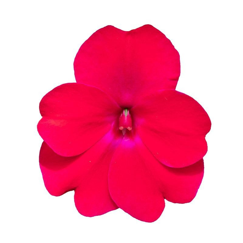 Impatiens Sunpatiens Rose Glow 35cm 17cm Pot