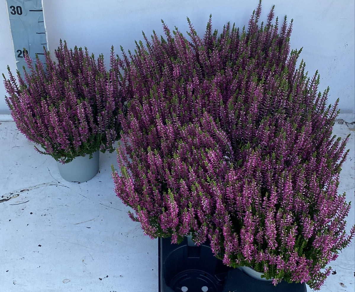 Calluna Beauty Ladies purple 28cm 12cm Pot