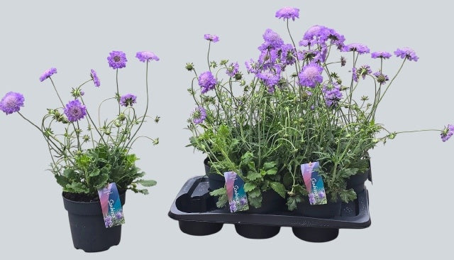 Scabiosa col. Butterfly Blue 60cm 17cm Pot