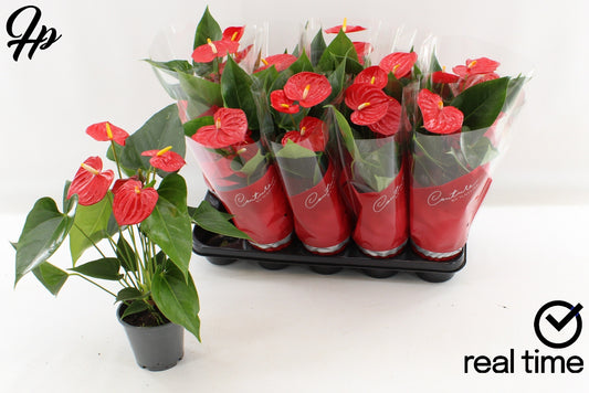 Anthurium Esudo 48cm 12cm Pot