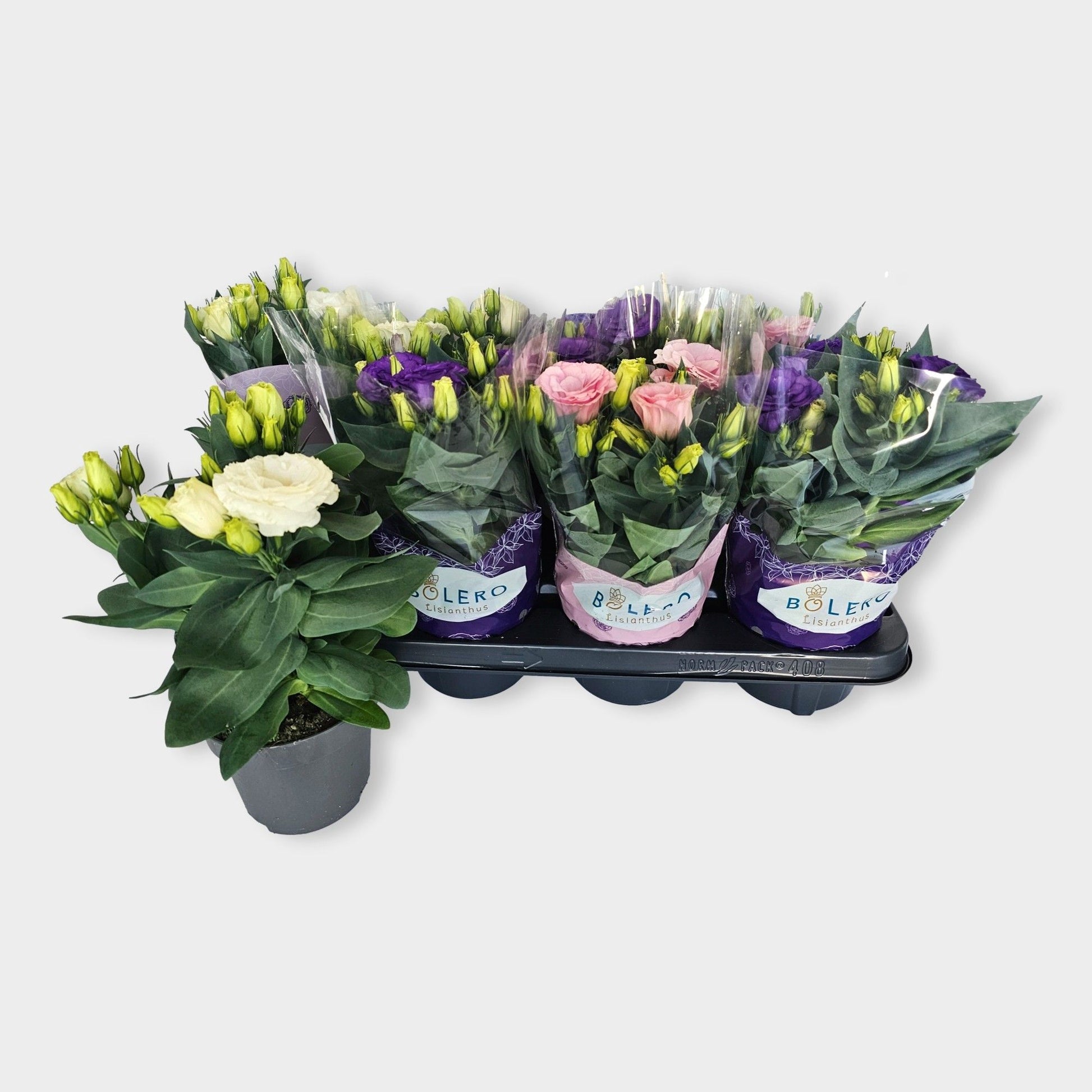 Eustoma Julietta mix 28cm 12cm Pot
