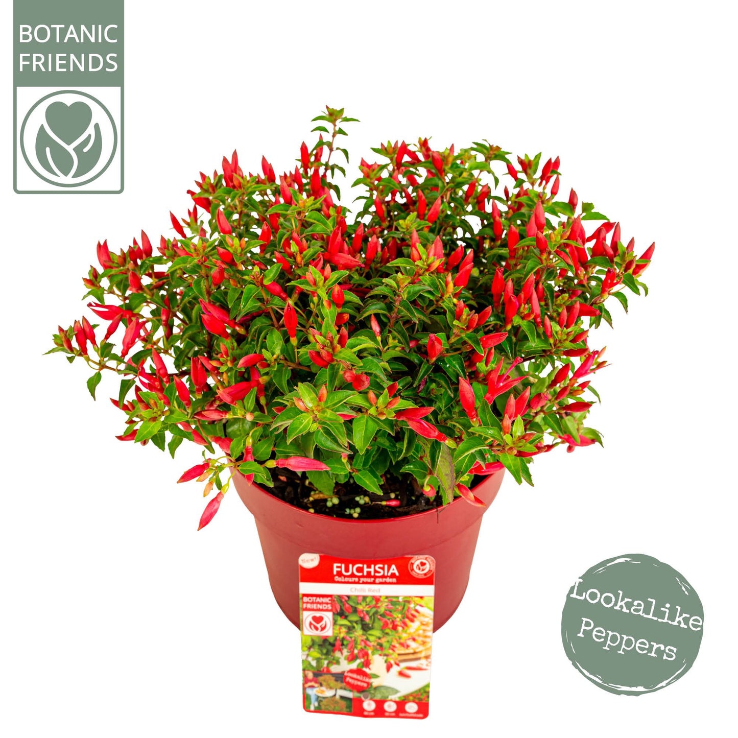 Fuchsia mix 25cm 19cm Pot